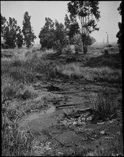 Bed of tules, salt grass, etc. sliding into tar 'lake' at S.E. point. First view. (RLB-167)