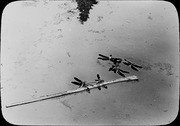 Dragonflies caught in tar pool. (RLB-197)