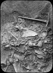 Pit 81. From west end of initial cut. (RLB-344)
