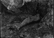 Pit 9. Elephant humerus. (RLB-74)