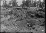 Bed of tules sliding into lake. (RLB-172)