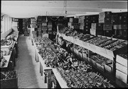 Bone room', in north basement. [James W.] Lytle working. (RLB-1424)