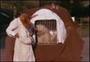 Arrival of Polar Bear to Los Angeles Zoo