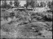 Bed of tules, salt grass, etc. sliding into tar 'lake' as a result of draining the latter. 2nd view. (RLB-172)