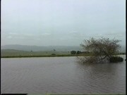 Portuguese Oxen Parade and Preparation
