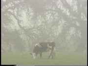 Mexican Pig Slaughter Event