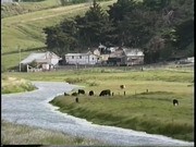 Tomales Bay: Tule Elk, Cows, Shorebirds, Pt. Reyes Seashore