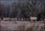 California's Tule Elk