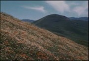 California Hills and Flowers