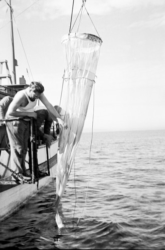 Hauling in a plankton net at sea aboard R/V Scripps