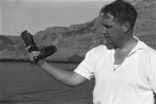 Denis Llewellyn Fox collecting marine specimens along a beach