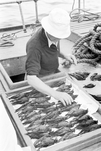 Loye Holmes Miller aboard R/V Scripps