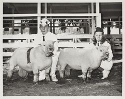 Tom and Sara Keller with Southdown sheep at the Sonoma County Fair, Santa Rosa, California