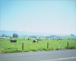 Cows grazing in field near Petaluma., California, 1986