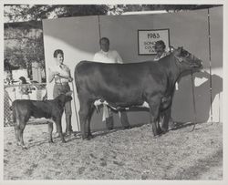 Angus cow and calf at the Sonoma County Fair, Santa Rosa, California, 1983