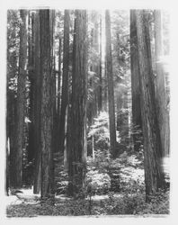 William Kent Grove in Humboldt Redwoods State Park, Humboldt County, California, 1964