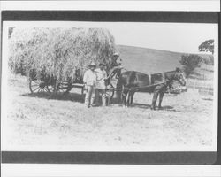 Wagon load of hay, Petaluma, California, about 1912