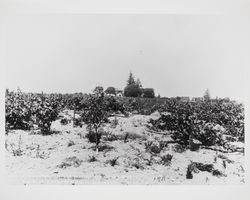 Vineyard and young Gravenstein apple orchard of W. W. Monroe, near Sebastopol, Sonoma Co