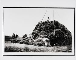 Harvesting hay in a field near Santa Rosa