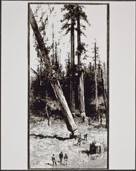 Engraving of felling trees at Korbel logging camp, Rio Nido, California, October 30, 1886