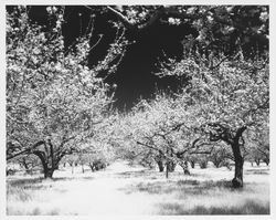 Apple orchard in bloom