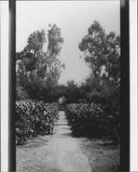 Petaluma garden, Petaluma, California, 1910