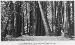 Famous leaning tree, Bohemian Grove, California