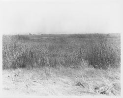 Wetlands and pastures on the Santa Rosa Plain near Llano Road, Santa Rosa, California