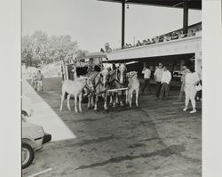 Matched pair pull surrey on Farmers' Day at the Sonoma County Fair, Santa Rosa, California, 1986