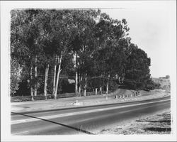 Petaluma Boulevard South at entrance to G. P. McNear estate, Belleview, Petaluma, California, 1965