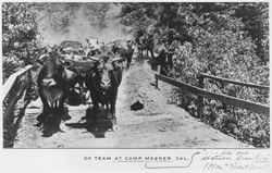 Ox team at Camp Meeker, California