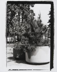 Planters in Courthouse Square, Santa Rosa, California, 1968