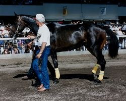 Groom leading unsaddled race horse at the Sonoma County Fair Racetrack, Santa Rosa, California