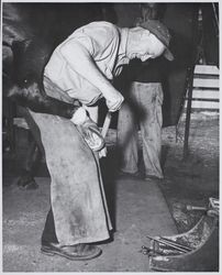 Tom Campbell filing a horse's hoof at the Sonoma County Fair Racetrack, Santa Rosa, California