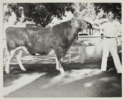 Grand Champion Guernsey bull at the Sonoma County Fair, Santa Rosa, California, about 1962