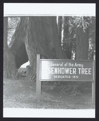 General of the Army Eisenhower Tree, Healdsburg, California, 1979