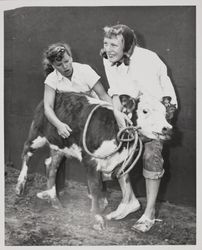 Calf scramble at the Sonoma County Fair, Santa Rosa, California