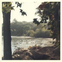 Ducks at Spring Lake, Santa Rosa, California, 1970