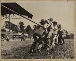 Grandstand tug of war at the Sonoma County Fair, Santa Rosa, California