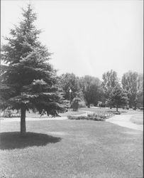 Wickersham Park, Petaluma, California, about 1959