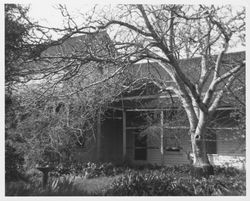 Unidentified two-story home with a large walnut tree next to a side entrance, 1960s or 1970s