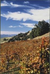 Unidentified vineyard above Alexander Valley in late fall, about 1988