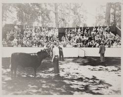 Junior Livestock judging at the Sonoma County Fair, Santa Rosa, California, about 1948