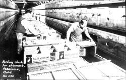 Packing chicks for shipment, Petaluma, California