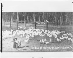 Boss of the poultry farm, Petaluma, Cal