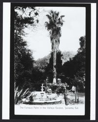 Famous palm in the Vallejo garden, Sonoma, California