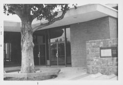 Views of the trees in the library garden area