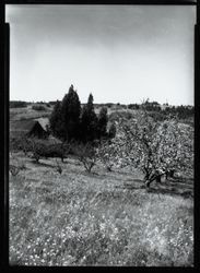 Apple orchard in bloom