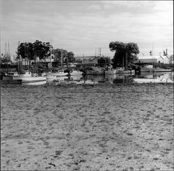 Boats in the Petaluma Turning Basin