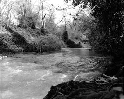 Santa Rosa Creek at flood stage, Santa Rosa, California, 1963